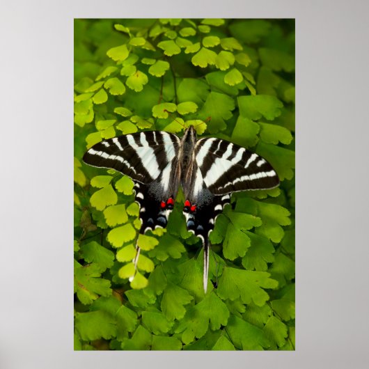 American Frack Butterfly Poster (Vorne)
