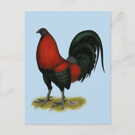 American Game BB Black Red Rooster Postkarte (Vorderseite)