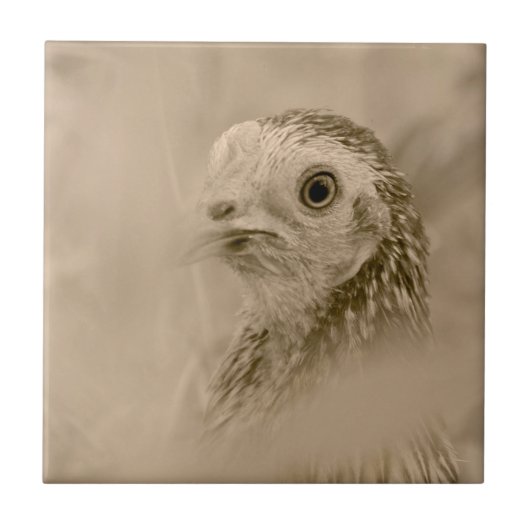 American Game Hen Fliese (Vorderseite)