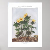 American Globelower - Trollius laxus Poster (Vorne)