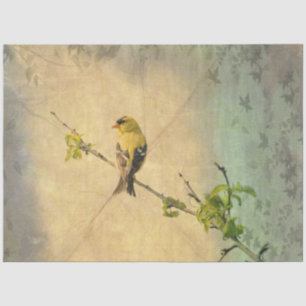 American Gold Finch Bird auf Branchentext Seidenpapier