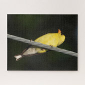 American Gold Finch - Dunkelgrüner Hintergrund Puzzle (Horizontal)