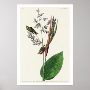 American Golden Crested Wren von Audubon Poster