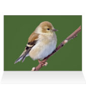 American Goldfinch (Innenansicht Horizontal (Oben))