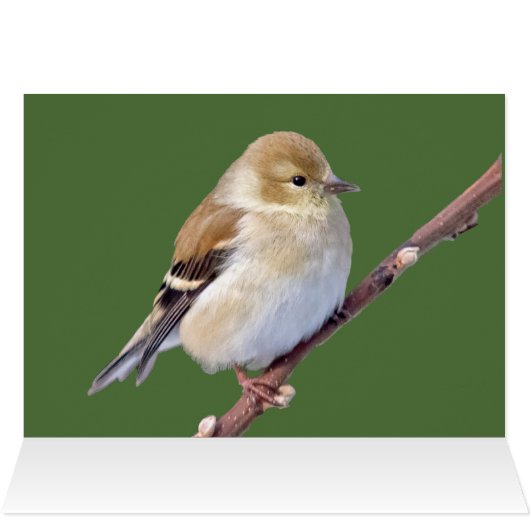 American Goldfinch (Innenansicht Horizontal (Oben))