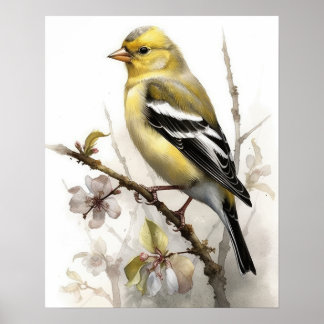 American Goldfinch Bird Art Print Poster