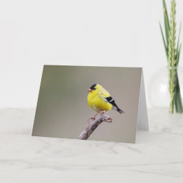 American Goldfinch Bird Karte