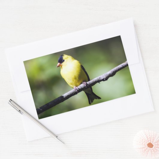 American Goldfinch Bird Rectangle Sticker (Umschlag)