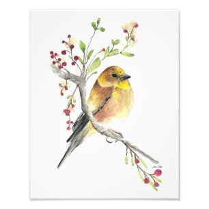 American Goldfinch Bird Watercolor Foto Print