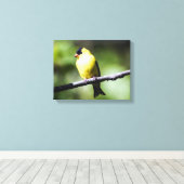 American Goldfinch Canvas Print Leinwanddruck (Insitu (Holzboden))