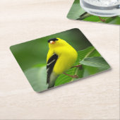 American Goldfinch Drink Untersetzer (angewinkelt)