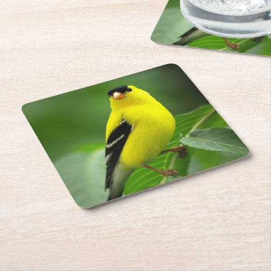 American Goldfinch Drink Untersetzer (angewinkelt)