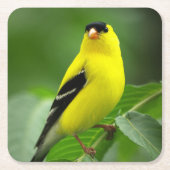 American Goldfinch Drink Untersetzer (Vorderseite)
