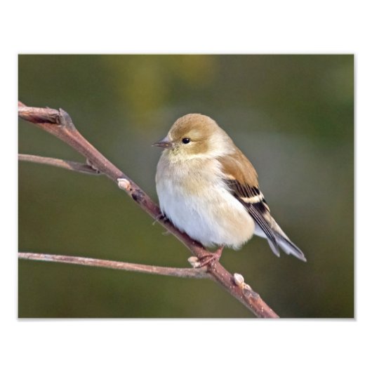 American Goldfinch Fotodruck (Vorne)