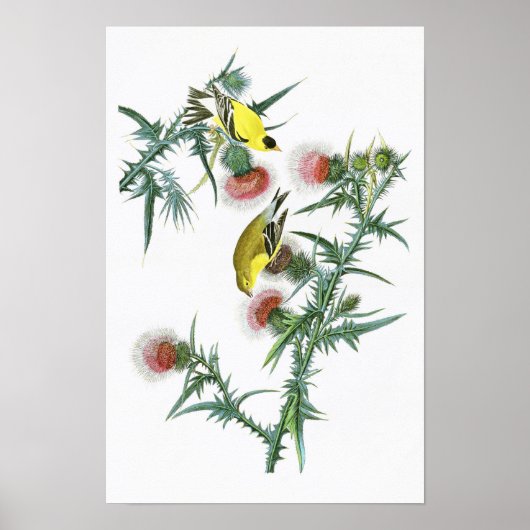 American Goldfinch John Audubon Birds of America Poster (Vorne)