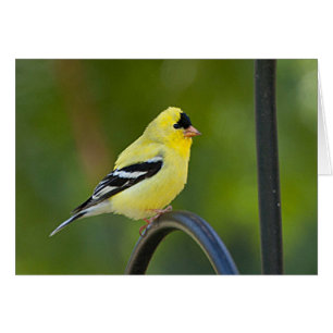 American Goldfinch - Kunstkarte