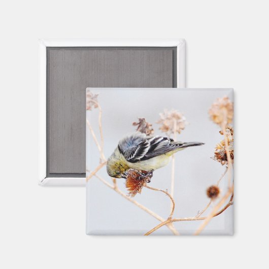 American Goldfinch Magnet (Vorderseite/Rückseite)