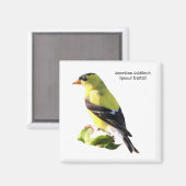 American Goldfinch Magnet (Vorderseite/Rückseite)