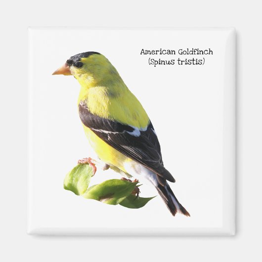 American Goldfinch Magnet (Vorne)