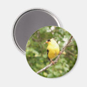 American Goldfinch Magnet (Vorderseite/Rückseite)