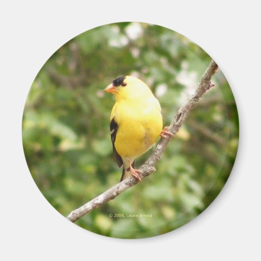 American Goldfinch Magnet (Vorne)
