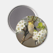 American Goldfinch Magnet (Vorderseite/Rückseite)