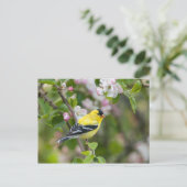 American Goldfinch mit Frühlingsapfelblüten Postkarte (Stehend Vorderseite)