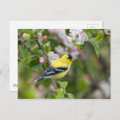 American Goldfinch mit Frühlingsapfelblüten Postkarte (Vorne/Hinten)