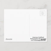 American Goldfinch mit Frühlingsapfelblüten Postkarte (Rückseite)