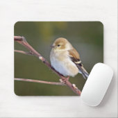 American Goldfinch Mousepad (Mit Mouse)