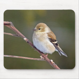 American Goldfinch Mousepad