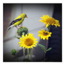 American Goldfinch on Daisis Art Print Fotodruck