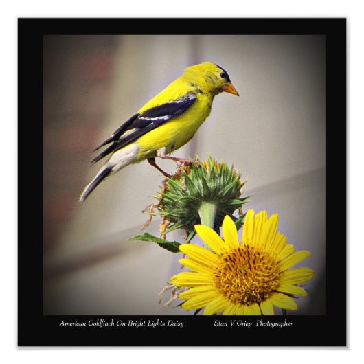 American Goldfinch on Daisy Wall Art Print Fotodruck (Vorne)