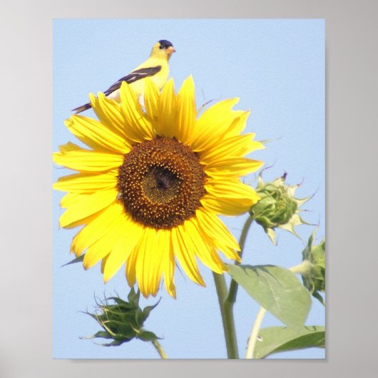 American Goldfinch on Sunflower Poster (Vorne)