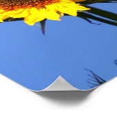 American Goldfinch on Sunflower Poster (Ecke)