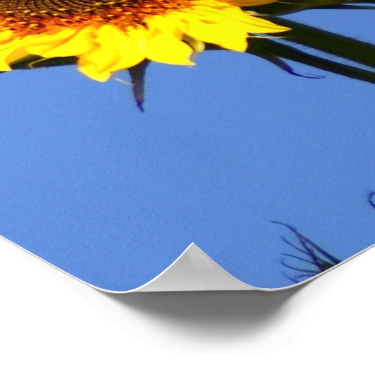 American Goldfinch on Sunflower Poster (Ecke)