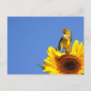 American Goldfinch on Sunflower Postkarte