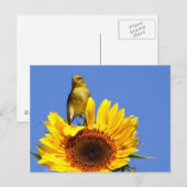 American Goldfinch on Sunflower Postkarte (Vorne/Hinten)