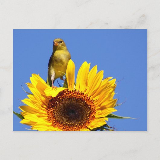 American Goldfinch on Sunflower Postkarte (Vorderseite)