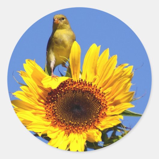 American Goldfinch on Sunflower Runder Aufkleber (Vorderseite)
