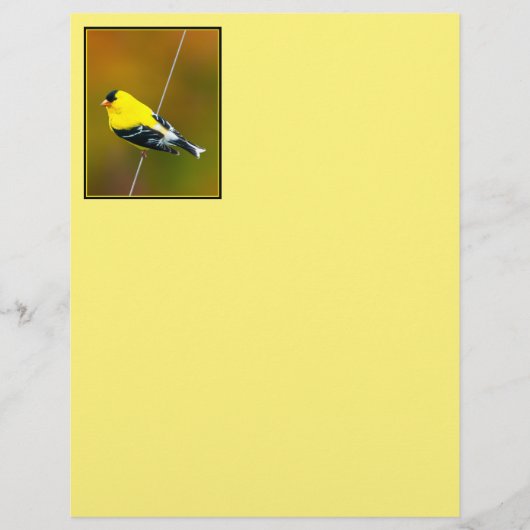 American Goldfinch - Originalfotografie (Vorderseite)