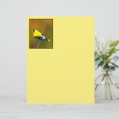 American Goldfinch - Originalfotografie (Stehend Vorderseite)