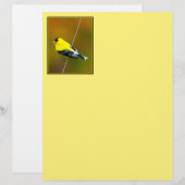 American Goldfinch - Originalfotografie (Vorne/Hinten)