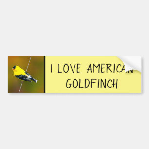 American Goldfinch - Originalfotografie Autoaufkleber