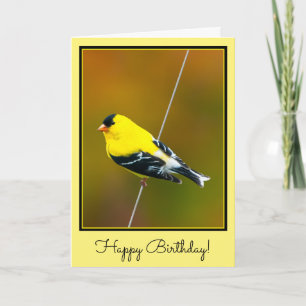 American Goldfinch - Originalfotografie Karte