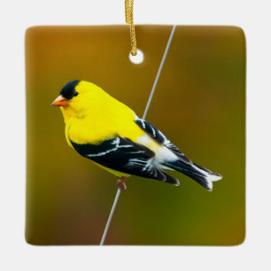 American Goldfinch - Originalfotografie Keramikornament