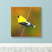 American Goldfinch - Originalfotografie Leinwanddruck (Insitu (Holzboden))