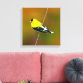 American Goldfinch - Originalfotografie Leinwanddruck (Insitu (Wohnzimmer))