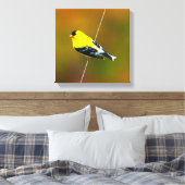 American Goldfinch - Originalfotografie Leinwanddruck (Insitu (Schlafzimmer))