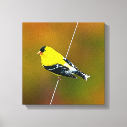 American Goldfinch - Originalfotografie Leinwanddruck (Vorderseite)